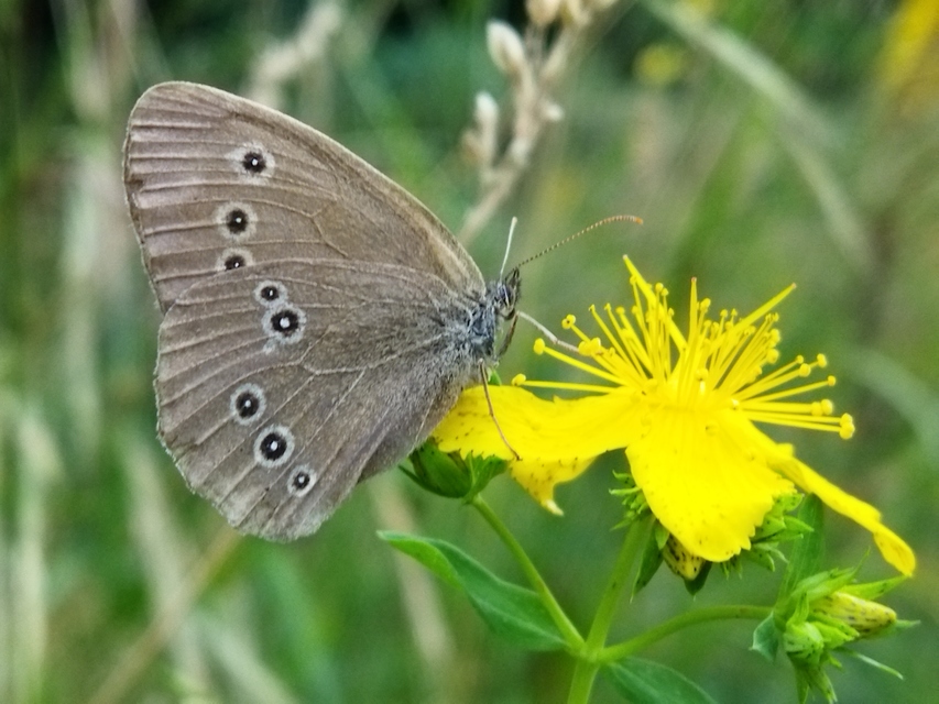 Aphantopus hyperanthus - közönséges ökörszemlepke