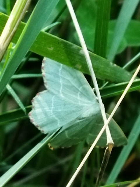 Thalera fimbrialis - csipkésszélű zöldaraszoló