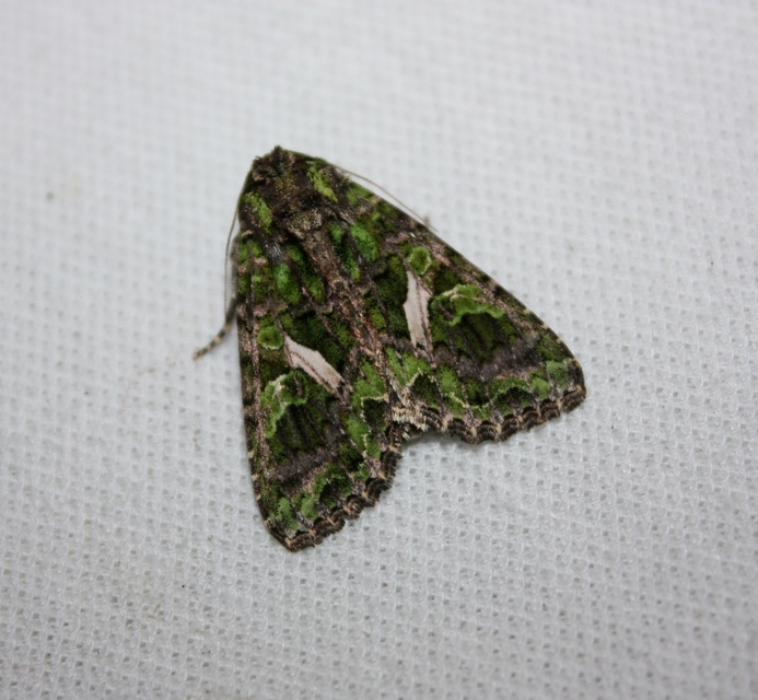 Trachea atriplicis - nyári zöldbagoly