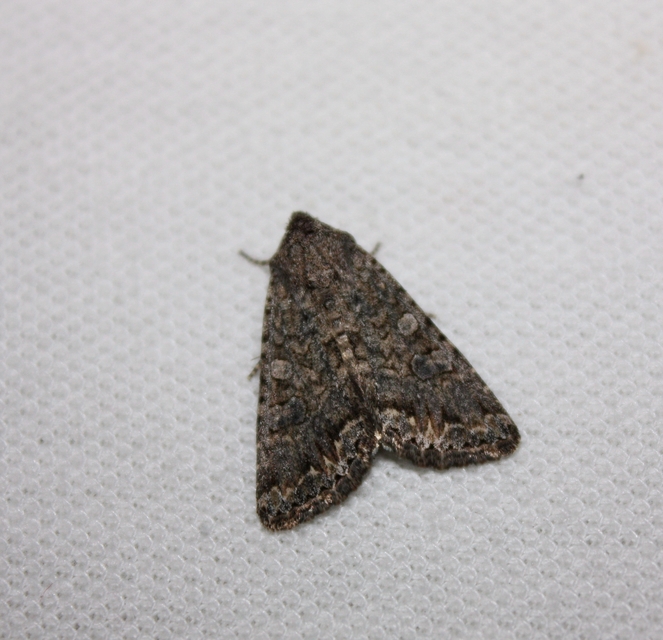 Hadula trifolii - lóherebagoly