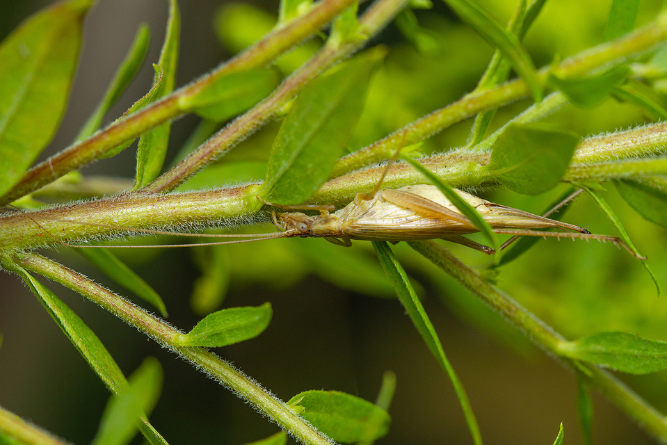 Oecanthus pellucens - pirregőtücsök