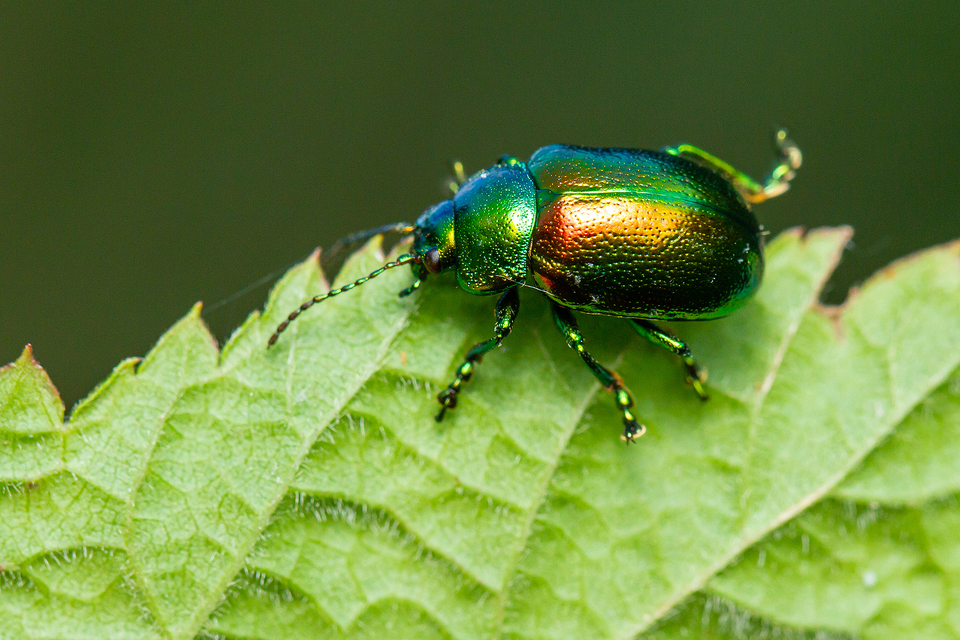 Chrysolina graminis - zöld varádicslevelész