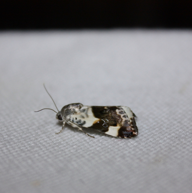 Acontia lucida - fehér nappalibagoly