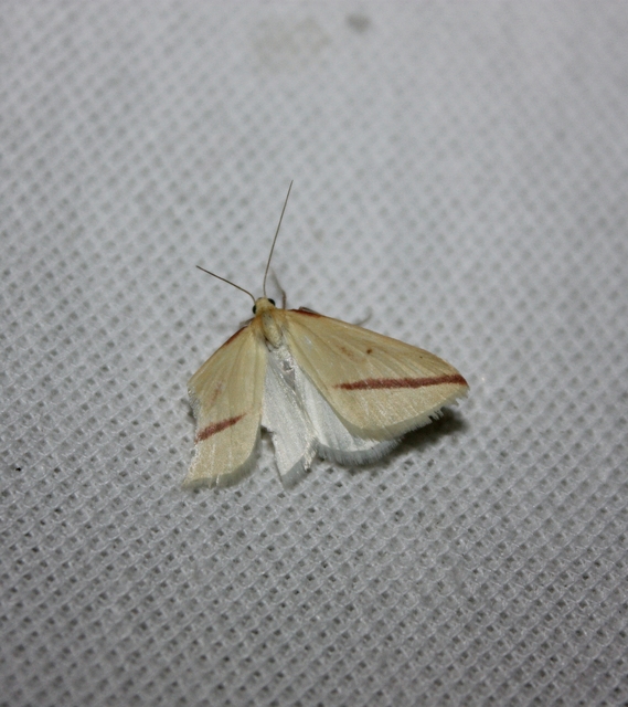 Rhodometra sacraria - rózsacsíkos araszoló