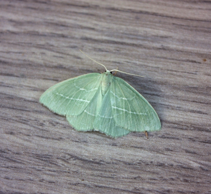 Hemistola chrysoprasaria - kékes zöldaraszoló