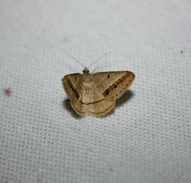 Tephrina arenacearia - lucerna-araszoló