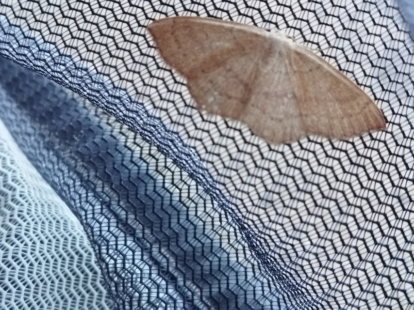 Cyclophora linearia - vonalas pettyesaraszoló