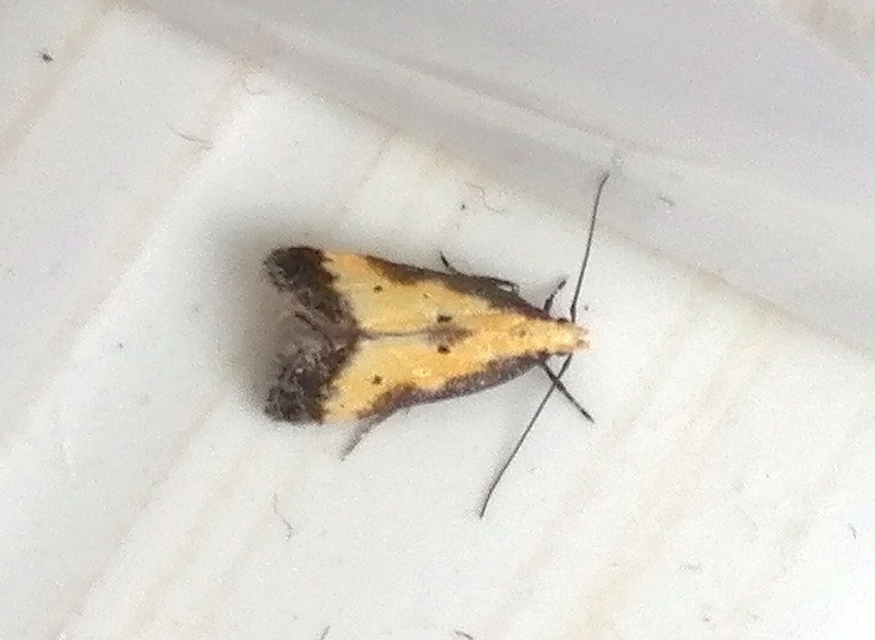 Brachmia dimidiella - citromkocsord-lápimoly