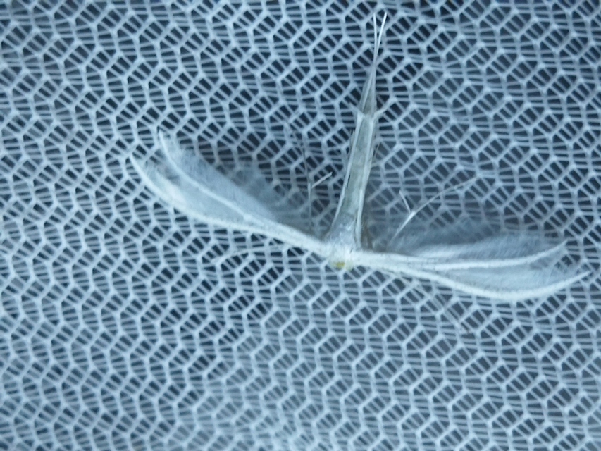 Pterophorus pentadactyla - fehér tollasmoly