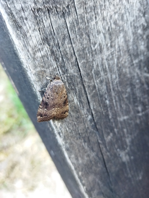 Amphipyra berbera/pyramidea