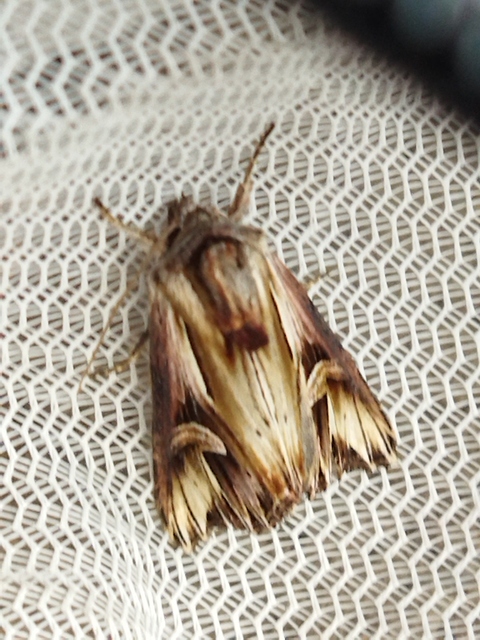 Actinotia polyodon - nagy sugarasbagoly