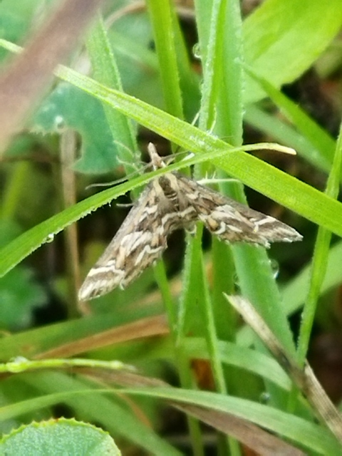Diasemia reticularis - betűmintás tűzmoly