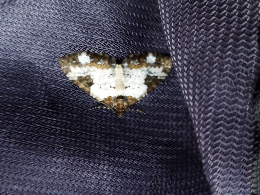 Melanthia procellata - hullámos tarkaaraszoló