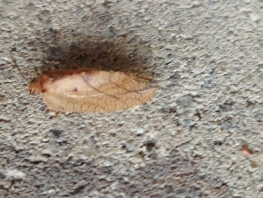Drepanepteryx phalaenoides