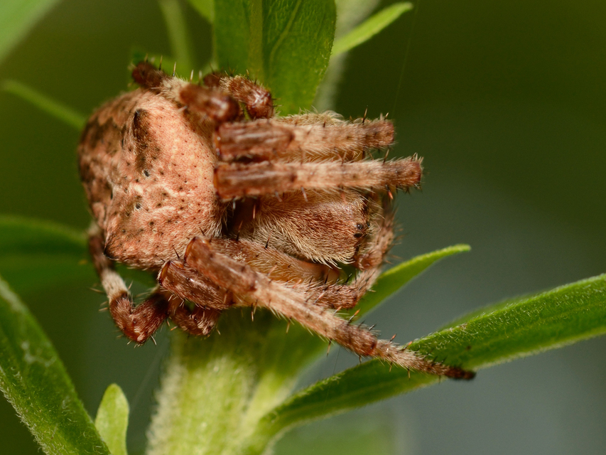 Araneus circe/angulatus