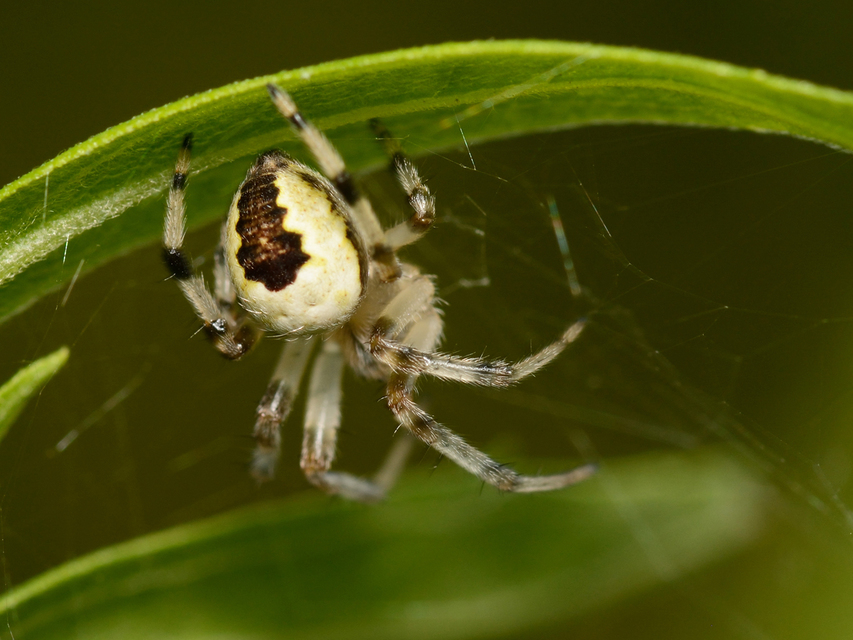 Araneus marmoreus - márványos keresztespók