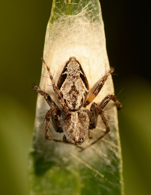 Oxyopes heterophthalmus - homoki hiúzpók