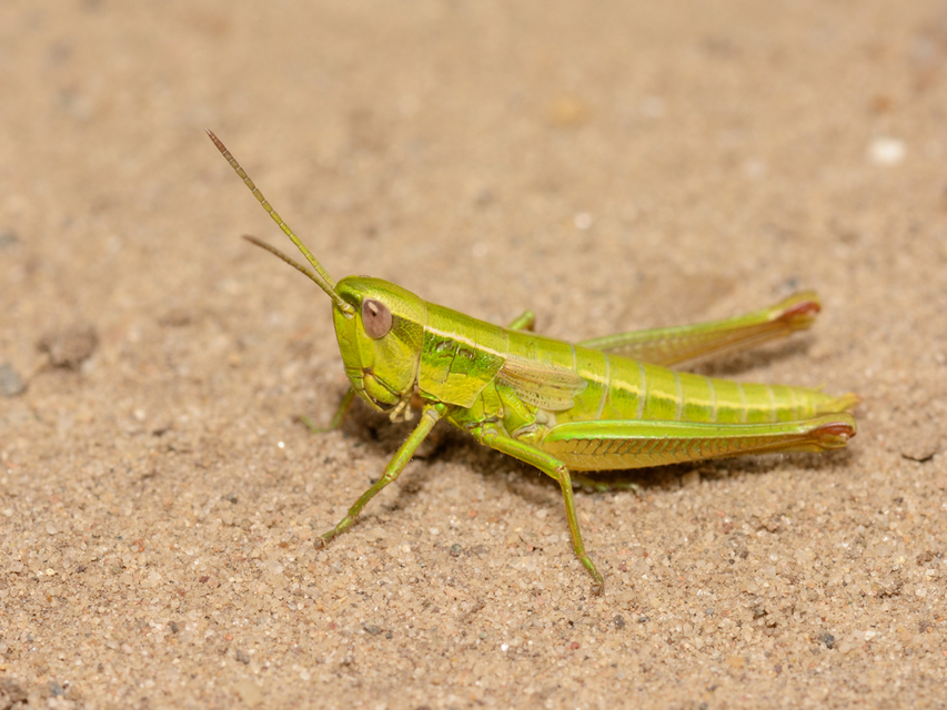 Euthystira brachyptera - smaragdzöld sáska