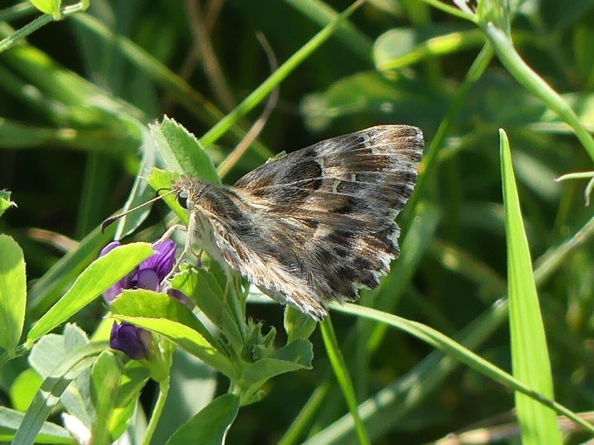 Carcharodus alceae - mályva-busalepke