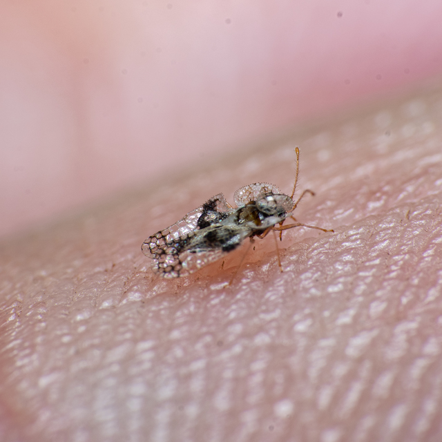 Stephanitis pyri - körte-csipkéspoloska