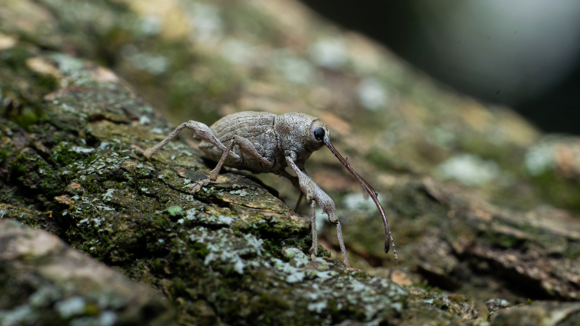 Curculio elephas - gesztenyezsuzsóka