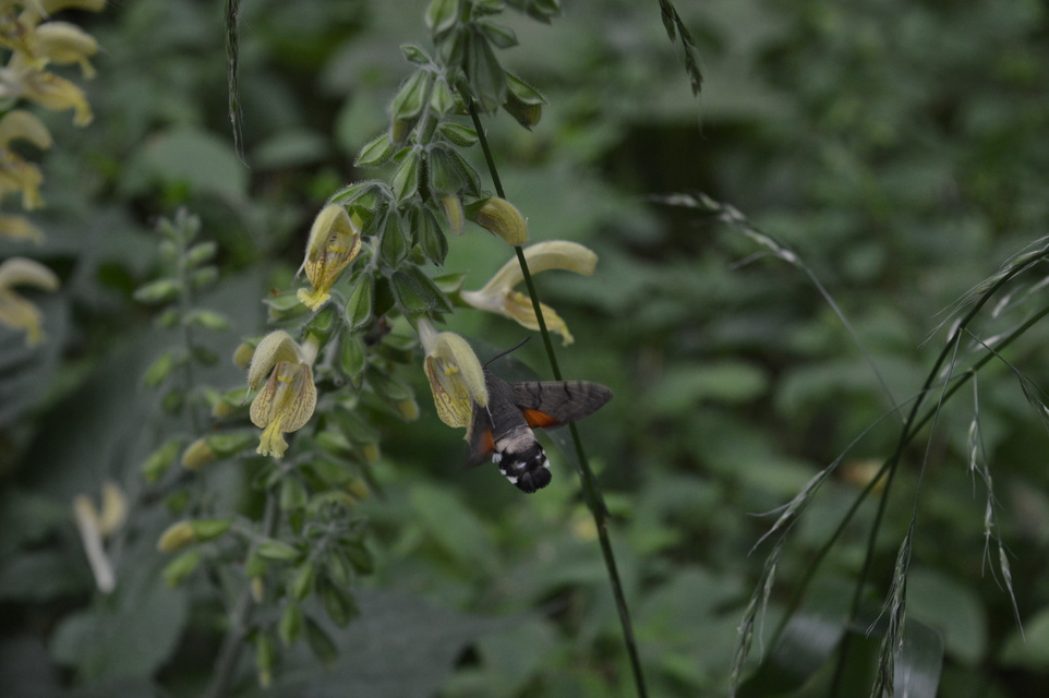 Macroglossum stellatarum - kacsafarkú szender Macroglossum stellatarum - kacsafarkú szender