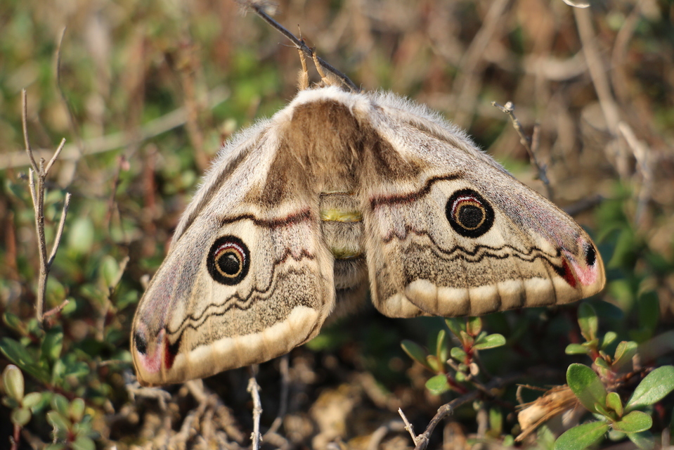 Saturnia pavoniella/pavonia