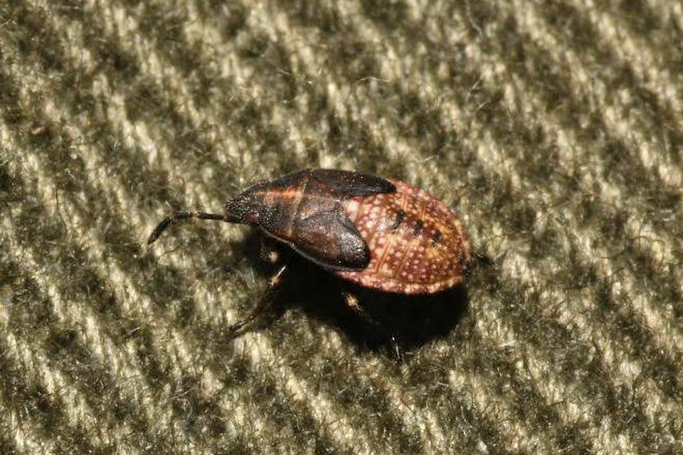 Kleidocerys resedae - nyírbodobács