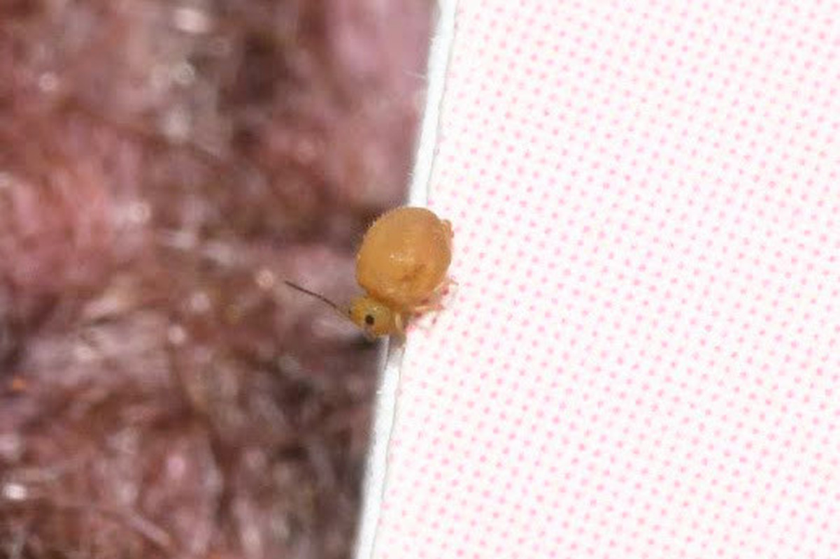 Sminthurinus