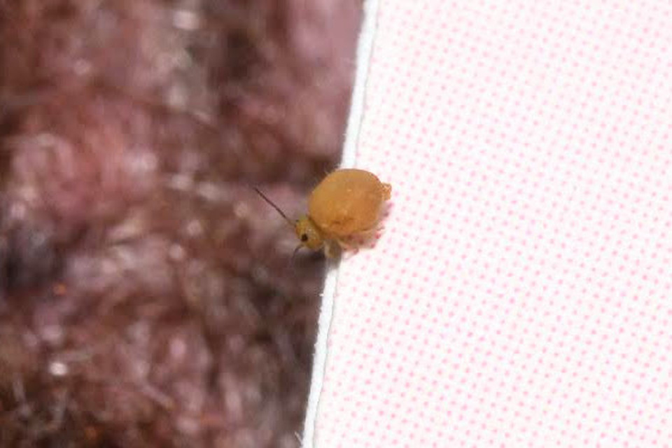 Sminthurinus