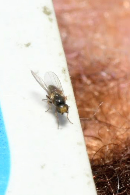 Chloropidae - gabonalegyek