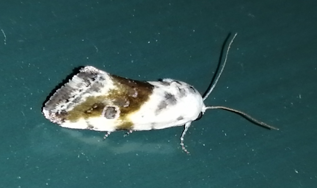 Ponometia candefacta - parlagfűbagoly