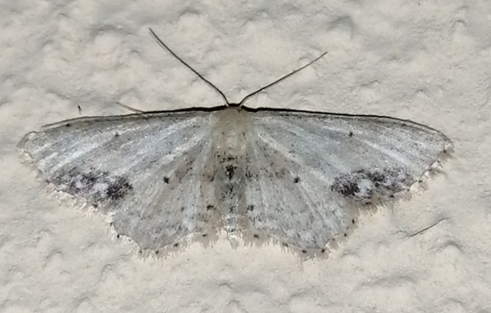 Idaea dimidiata - gyakori apróaraszoló