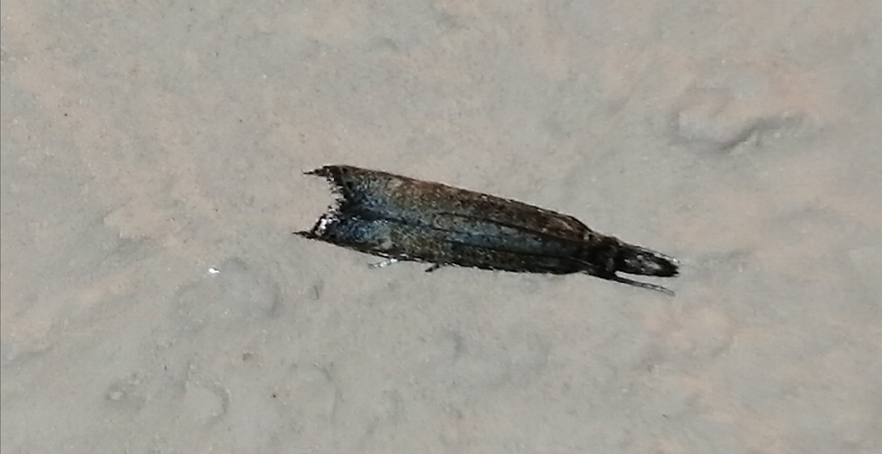 Platytes cerussella - törpe fűgyökérmoly