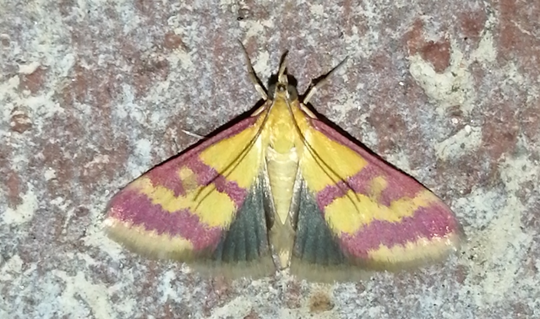 Pyrausta sanguinalis/virginalis
