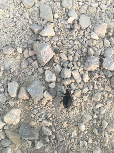Otiorhynchus catenulatus - gyászos gyalogormányos
