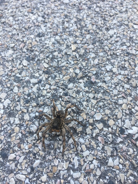 Geolycosa vultuosa - pokoli cselőpók
