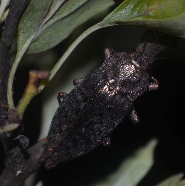 Dicerca berolinensis - bükkfa-díszbogár