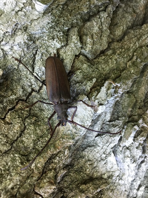 Aegosoma scabricorne - diófacincér