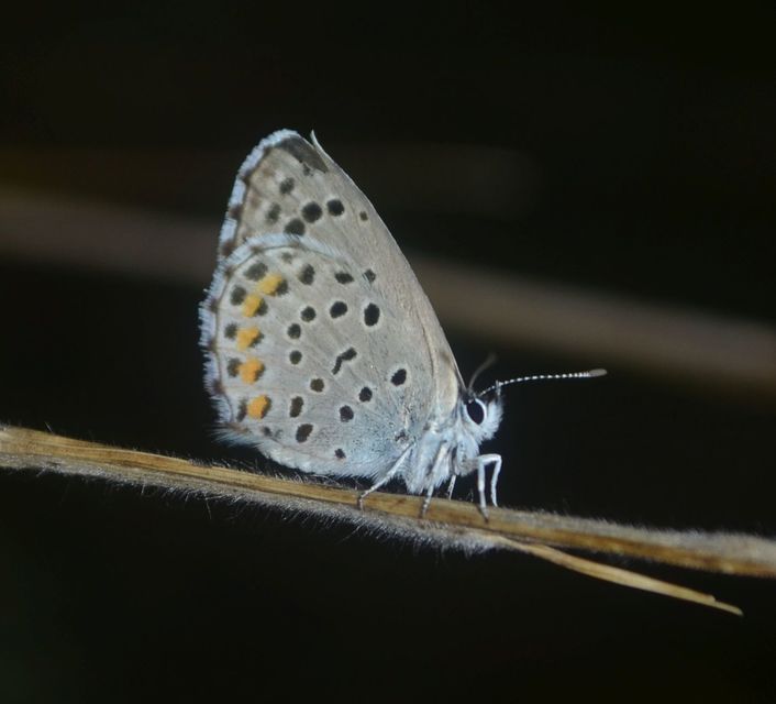 Pseudophilotes schiffermuelleri - apró boglárka