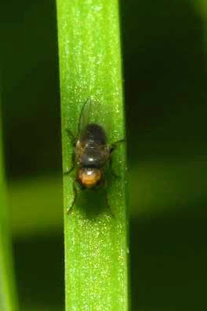 Chloropidae - gabonalegyek