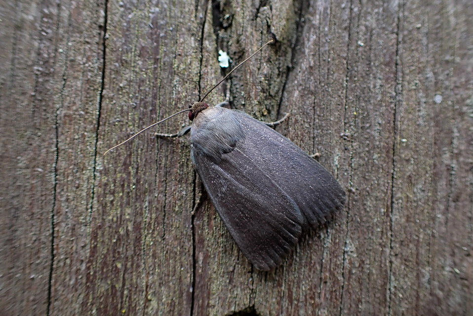 Amphipyra livida - zsírfényű bagoly