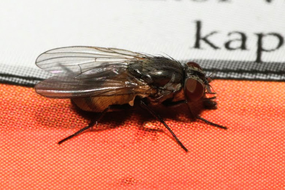 Fannia