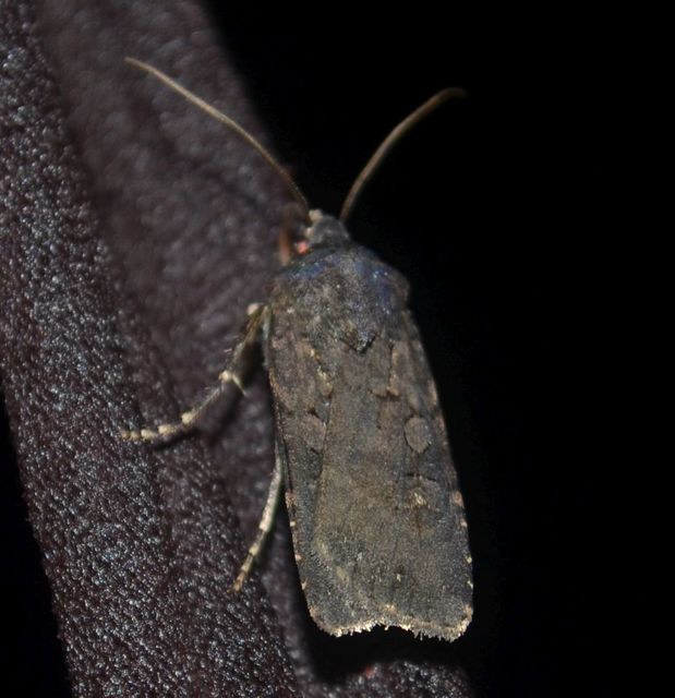 Euxoa nigricans - feketés földibagoly