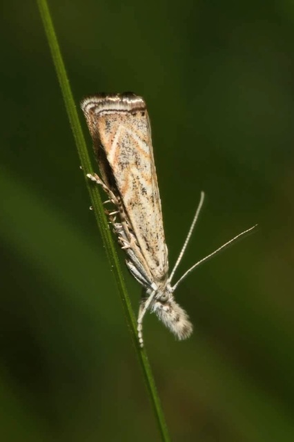 Platytes cerussella - törpe fűgyökérmoly