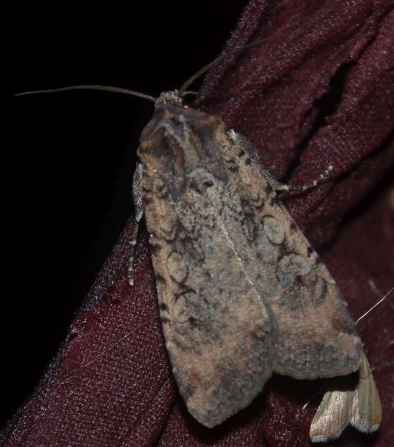 Peridroma saucia - vándor földibagoly