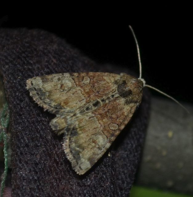 Mesoligia furuncula - kétszínű dudvabagoly