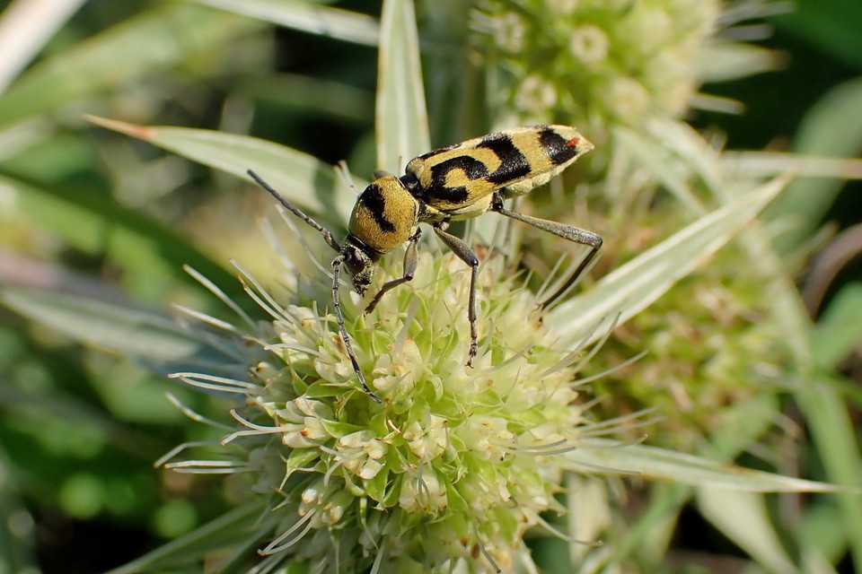 Chlorophorus varius - díszes darázscincér