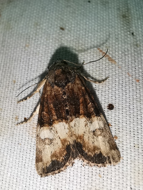 Mesoligia furuncula - kétszínű dudvabagoly