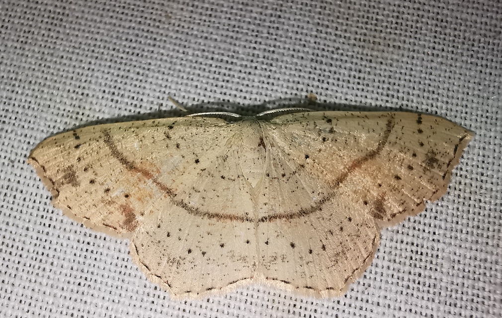 Cyclophora punctaria - sávos pettyesaraszoló